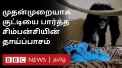 சிம்பன்சியின் தாய்ப்பாசம்