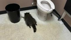 酒店にアライグマが侵入、酔ってトイレで寝ていたところを発見される　米ヴァージニア州