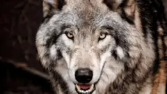 фотографія дикого вовка - ілюстративне фото