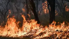 A controlled burn in a bushland along the NSW central coast in December 2019