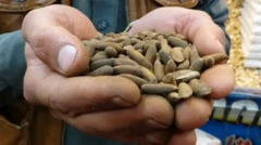 चिलग़ोज़ा