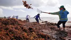 rumput laut