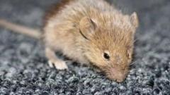 Ibà ọ̀rẹ̀rẹ̀ (Lassa Fever) wọ ìpínlẹ̀ Oyo, wo ọ̀nà márùn-ún láti dènà rẹ̀