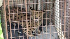 Paka mwitu akiwa amefungiwa