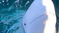 ノルウェー沖で見つかったシロイルカ