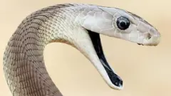 பாம்புக்கடி மருந்து, பிளாக் மாம்பா, விஷ முறிவு