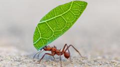5 formas en las que los insectos toman decisiones y resuelven problemas (y qué podemos aprender de ellos)