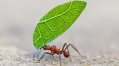 Una hormiga marrón carga un trozo de hoja verde.