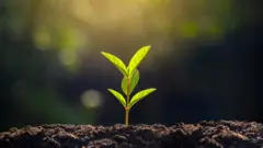 মাটি ও গাছ