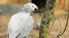 папуга