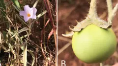 Flor y tomate de Solanum plastisexum
