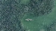 கடல், டிரோன், புகைப்படம், சுறா மீன், திமிங்கலம் 