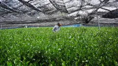 黒い被覆資材で覆われた下に、茶葉が鮮やかな緑色に光る茶の木が並ぶ。中心に農家の人が立っている