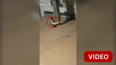 வெள்ளத்தின்போது மின்கம்பத்தை பிடித்து உயிர் தப்பிய பெண்