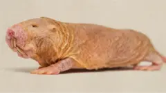 Les rats-taupes pourraient détenir la clé de la compréhension de toute une série de pathologies humaines, dont le cancer.