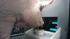 babi, gim video