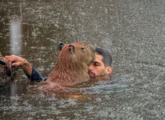 O influenciador Agenor Tupinambá e a capivara Filó na água