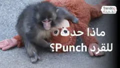 القرد الياباني "بانش" يكوّن صداقات بعد أن تعاطف معه العالم
