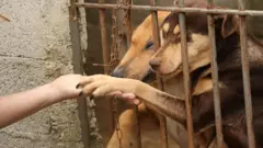 Imagens de cães em abrigos assistidos pela ONG Cão Sem Fome