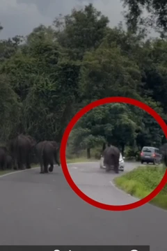 காரை யானை தாக்கும் காட்சி