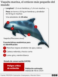Gráfico sobre características anatómicas y estado de conservación de la vaquita