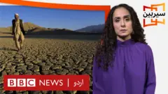 سیربین