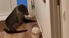 सील