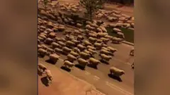 الخراف تقتحم مدينة تركية