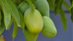 আম