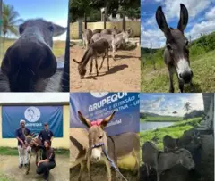 Jumentos resgatados e adotados recebendo cuidados no Grupequi