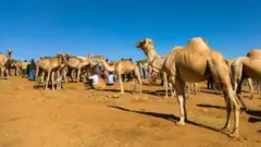 Gaala baay'ee mul'atu