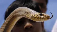 બીબીસી ગુજરાતી, ગુજરાત, સાપ, સર્પદંશ, ઉનાળો,