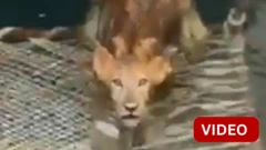 காணொளி: கிணற்றுக்குள் விழுந்த பெண் சிங்கம் மீட்கப்பட்ட காட்சி
