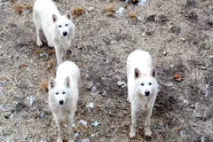 رسانه‌های فرانسوی گزارش دادند که یک زن در هنگام دویدن در پارک حیوانات در نزدیکی پاریس، پس از حمله گرگ‌ها تحت مراقبت‌های ویژه قرار گرفت