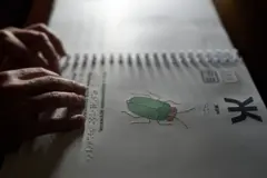 Билим берүү жана илим министрлигине караштуу он төрт адистештирилген атайын интернат бар