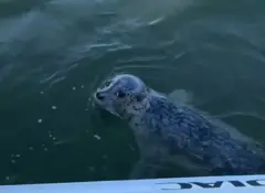 Foca no mar olhando para o barco