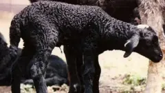 د قرهقل تور وری او شاوخوا یې ځينې نور مږان هم برېښي.