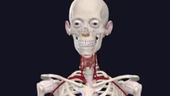 نموذج تشريحي مجسم جديد لمساعدة الأطباء على علاج النساء