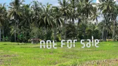 Tulisan Not For Sale yang disanggah bambu dipasang di tengah-tengah. Di belakang sawah itu terdapat jajaran pohon kelapa.