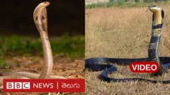 కింగ్ కోబ్రా, నాగు పాము