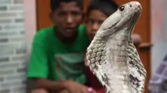 Karibu Wahindi 50,000 huuwawa kwa kuumwa na nyoka kila mwaka - takriban nusu ya vifo vyote duniani