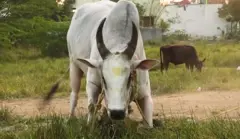 வெள்ளையன்