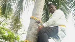 sri lanak coconut