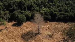 Imagem aéreacomo funciona o casa de apostasuma áreacomo funciona o casa de apostasque metade é mata verde e metade é chão desmatado e seco, com uma árvore seca no meio 