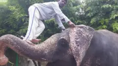 हाथी