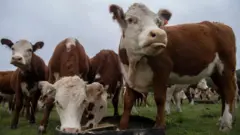 Vacas en un campo en Uruguay