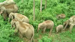 भारतबाट आउने जङ्गली हात्तीहरू
