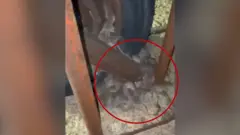 चूहे