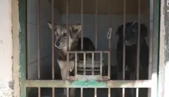 आवारा कुत्तों की समस्या