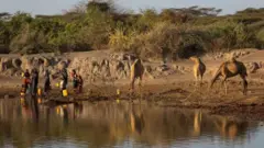 ደርቂ